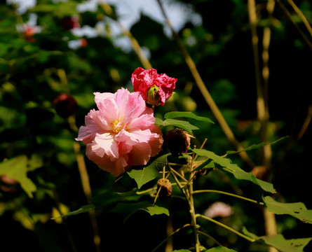 木芙蓉