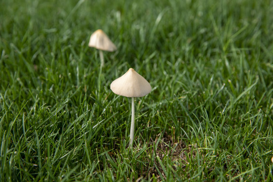 蘑菇野山菌野生菌