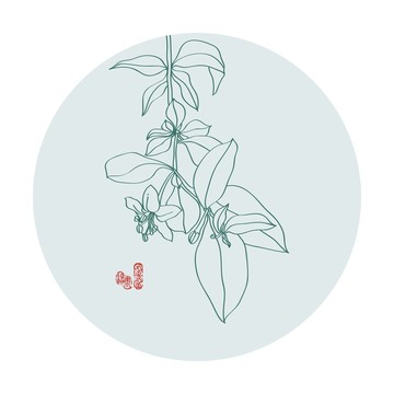 枸杞花