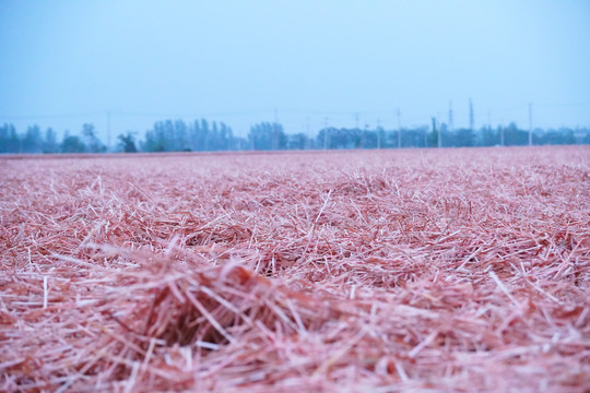 麦茬地