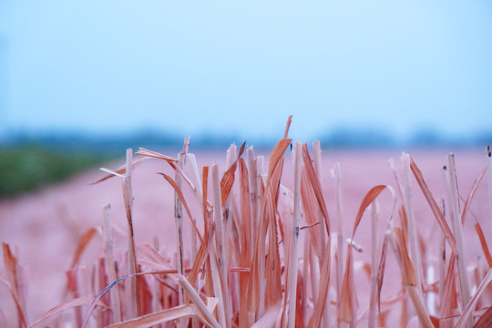 麦茬地