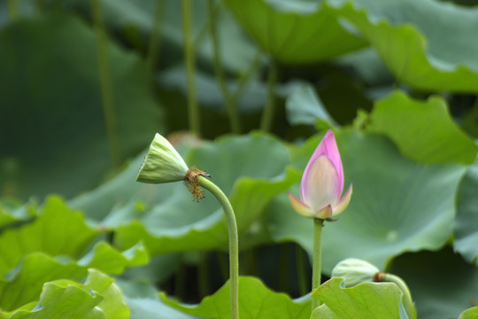 荷花