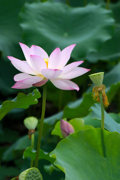 荷花