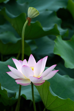 荷花