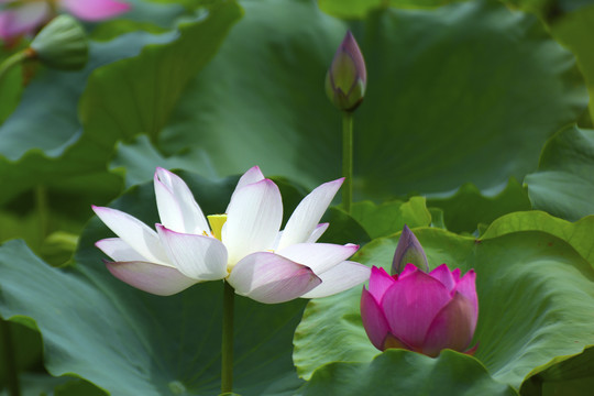 荷花