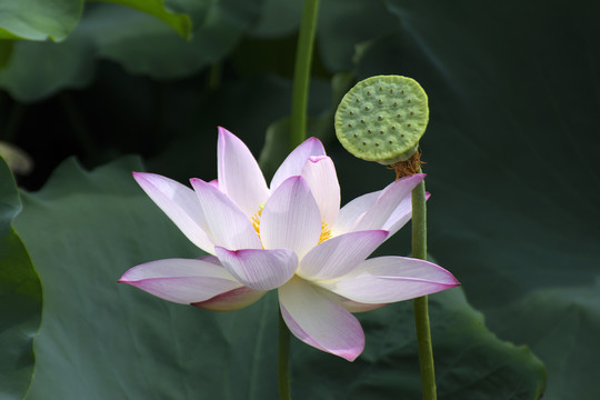 荷花