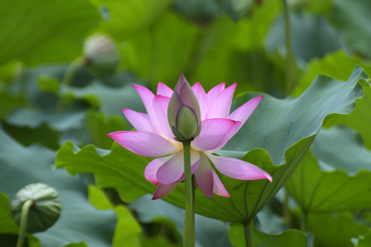 荷花