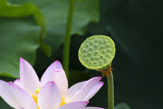 荷花