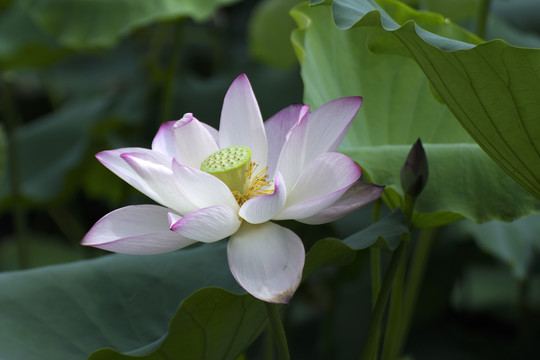 荷花