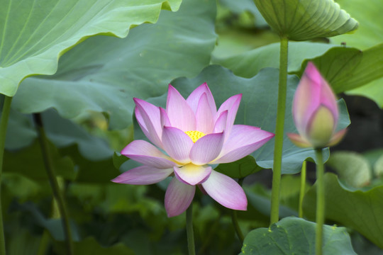 荷花
