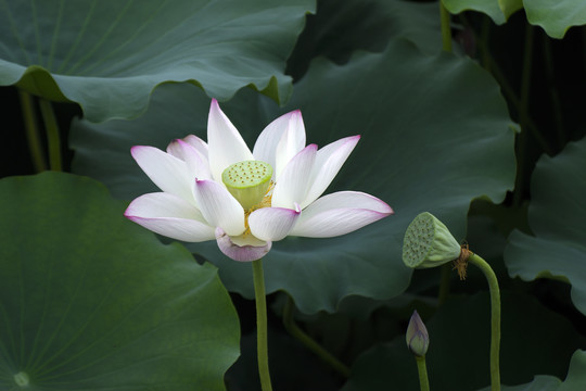荷花