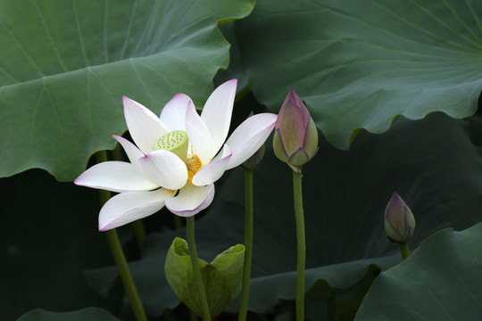 荷花