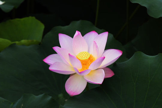 荷花