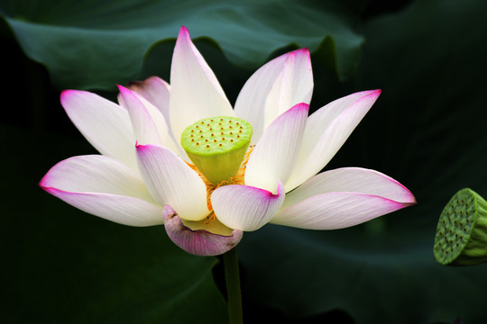 荷花