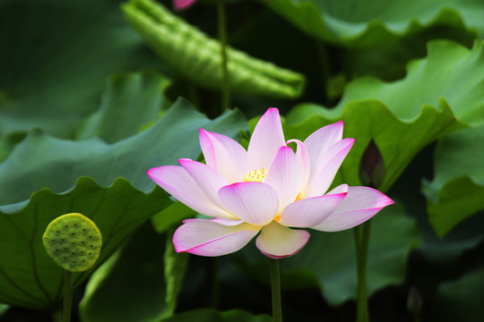 荷花