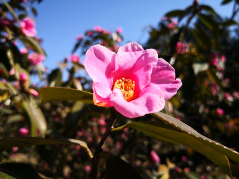 灵峰探梅