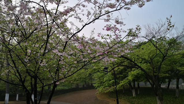 西湖太子湾