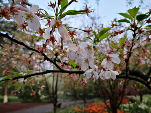 西湖太子湾樱花