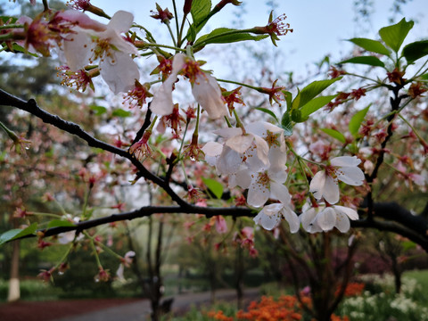 西湖太子湾樱花