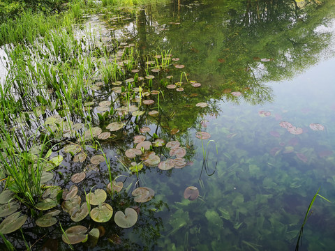 西湖浴鹄湾