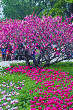 北京植物园郁金香