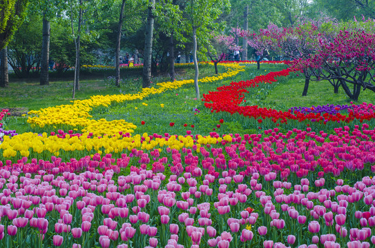 北京植物园郁金香