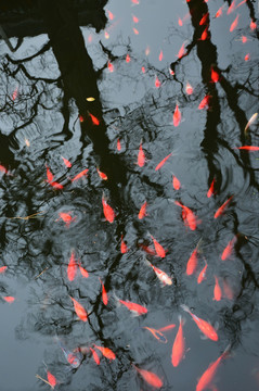 大觉寺红鱼