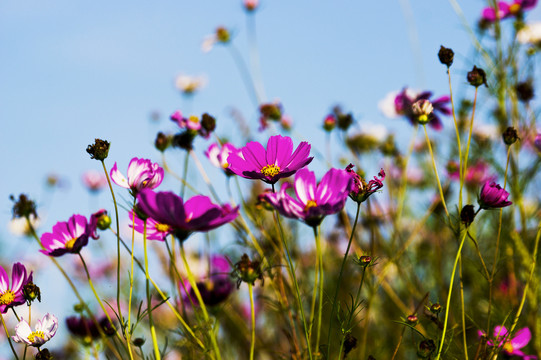 波斯菊