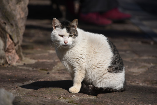 晒太阳的猫咪