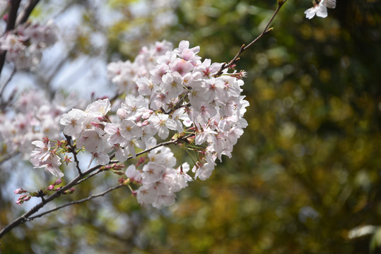 东京樱花