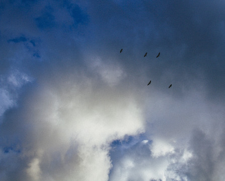 蓝蓝的天上白云在飘鸟儿在飞