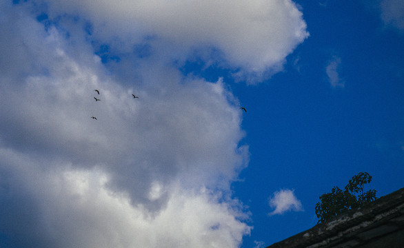 蓝蓝的天上白云在飘鸟儿在飞