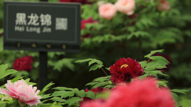 黑龙锦牡丹花