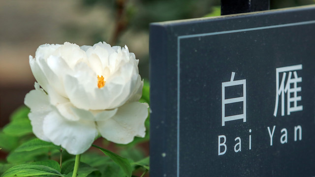 白雁牡丹花