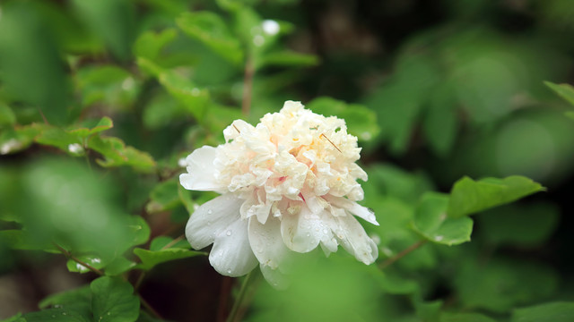 金桂飘香牡丹花