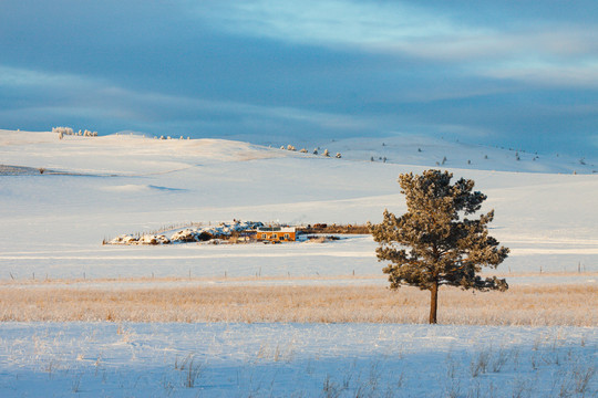 草原雪原冬季牧场