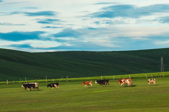 夏季草原牛群牧