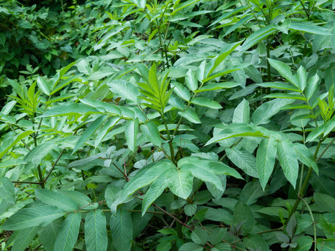 野生的血满草