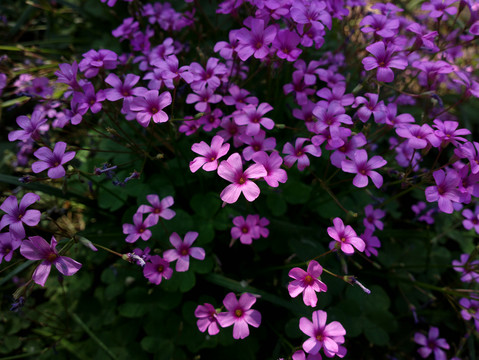 红花酢浆草