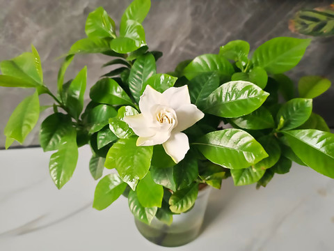 鲜花