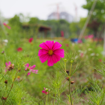 波斯菊