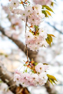 樱花