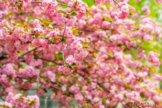 樱花