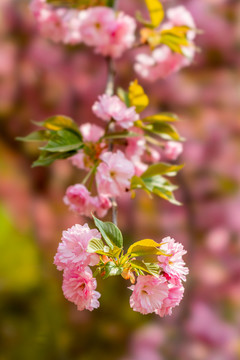 樱花