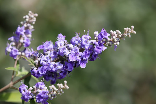 穗花牡荆花