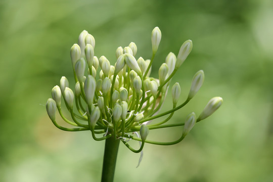 花苞