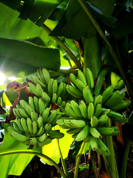 香蕉树挂果