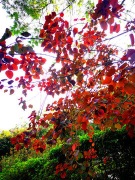 仰拍秋季红叶