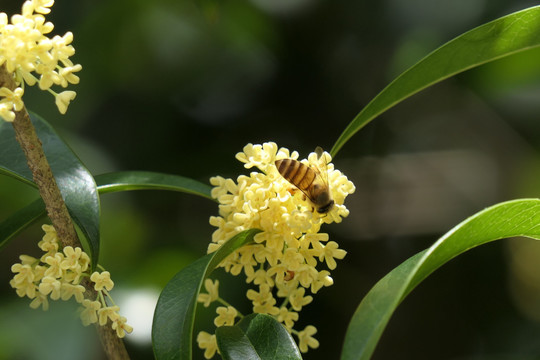 桂花