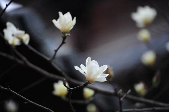 玉兰花